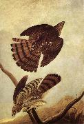 John James Audubon Stanley Hawk oil